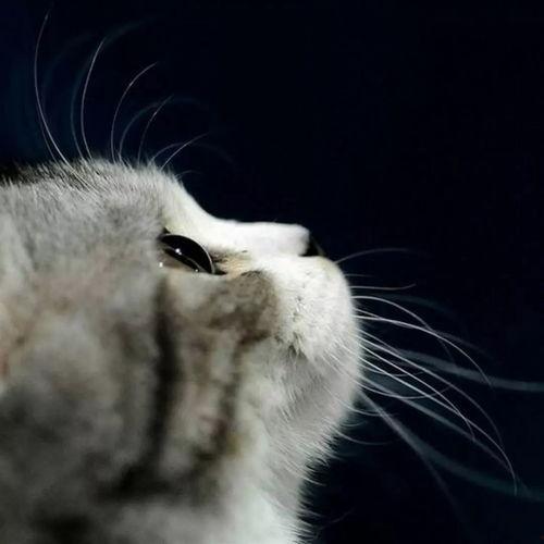 娱乐吃瓜猫捉鸟是真的吗