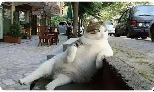 娱乐吃瓜猫捉鸟是真的吗