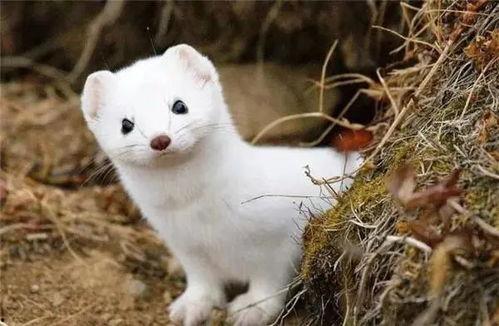 娱乐吃瓜酱雪貂,娱乐界的“雪貂酱”现象解析